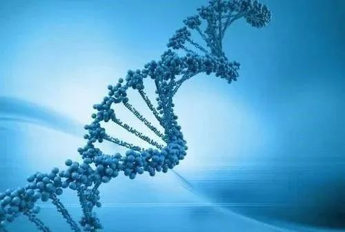 科学家发现动物也有人类基因,这是为什么呢