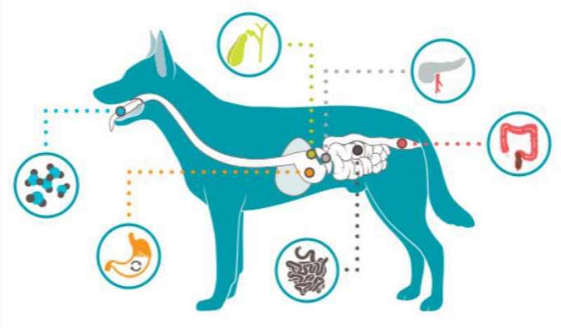 Blackmores澳佳宝旗下品牌PAW澳乐宠携手中国宠主实现宠物保健观念新升级