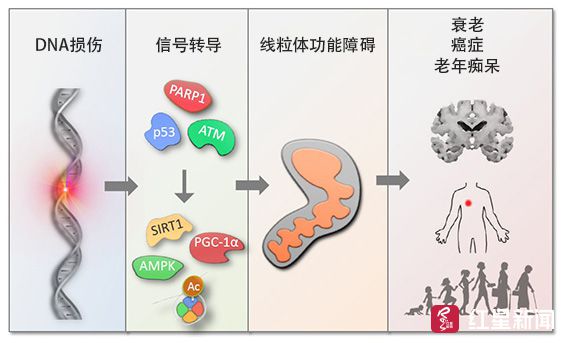 首个经严谨科学验证逆转衰老产品面世,时间是否还对所有人平等?